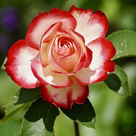 Rose. Image courtesy of pixabay.com