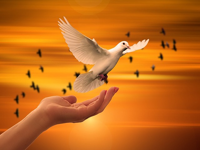 Dove of peace. Image courtesy of pixabay.com